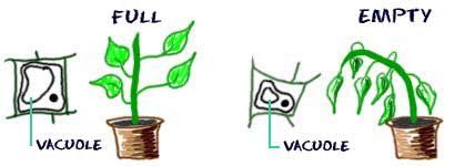 Vacuoles help plants maintain structure