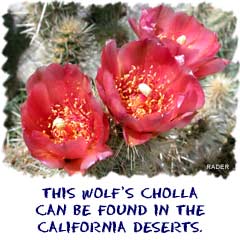 This Wolfs Cholla can be found in the California deserts.