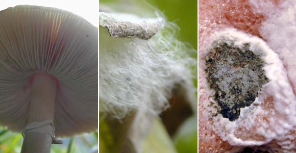 Examples of species from the fungus kingdom