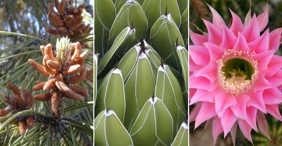 Examples of complex species from the plant kingdom