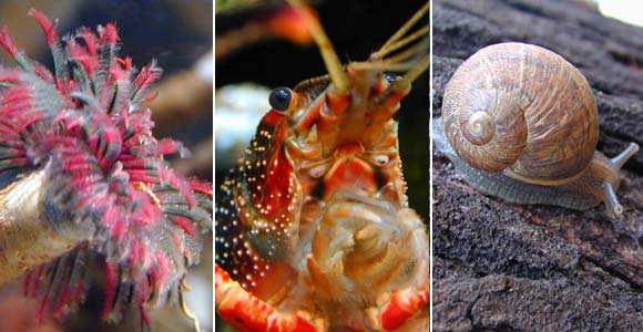 Examples of invertebrate species from the animal kingdom