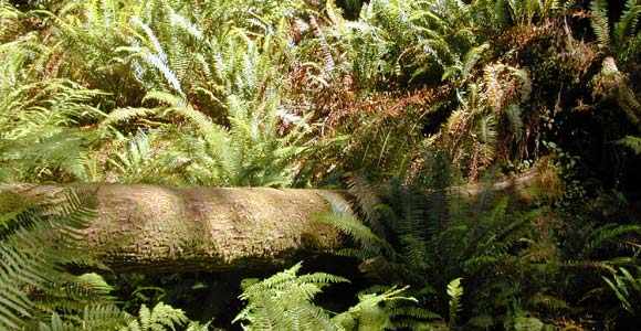 Ferns are often found on forest floors