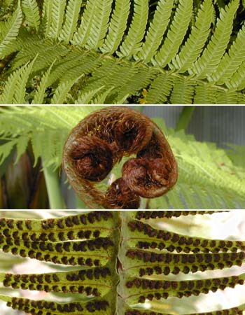 Special structures of ferns