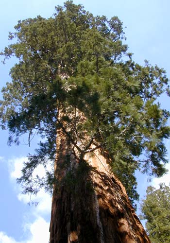 A Giant Sequoia is a conifer species