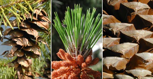Special structures of conifer species