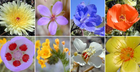 Dicotyledon species of flowering plants
