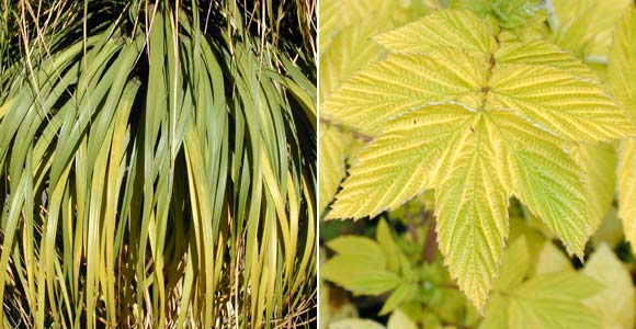 Leaf types of monocots and dicots