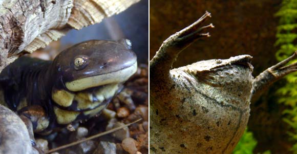 Examples of amphibian species