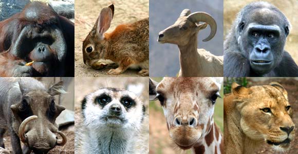 Examples of mammal species