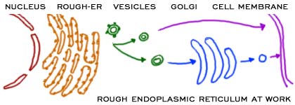 : Cell Structure: Endoplasmic Reticulum