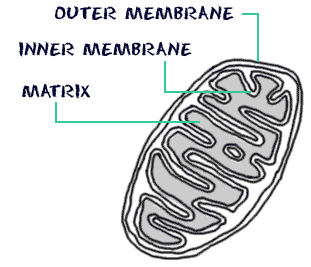 : Cell Structure: Mitochondria