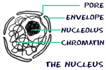 Structure of the nucleus