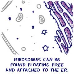 : Cell Structure: Ribosomes