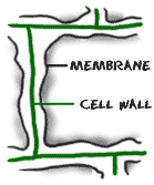 Cell wall structure showing membrane and cell wall in a plant.