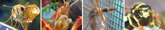 Images of Arthropods
