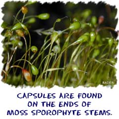 Capsules are found on the end of moss sporophyte stems.