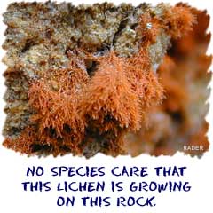 No other species care that this lichen lives on this rock.