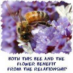 Both the bee and the flower benefit from the relationship.