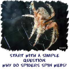 Start with a simple question like why do spiders spin webs.