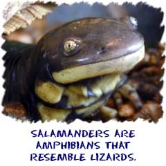 Salamanders often have the same shape as lizards
